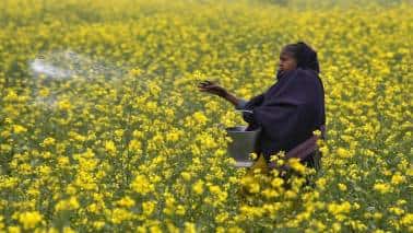 Should India await honeybee tests before consuming GM mustard?