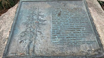The plaque reads: Under this giant Redwood, The Palo Alto, November 6th to 11th, camped Portola (Spanish explorer) and his band on the expedition that discovered San Francisco Bay... (Photo: Jayanthi Madhukar)