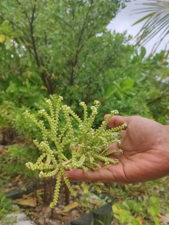 octopus plant, an evergreen shrub, also called the Beach heliotrope, with tiny white flowers