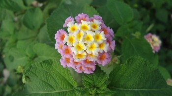 Lantana camara is among the world's 100 most invasive species. (Photo by Aditya Madhav via Wikimedia Commons)