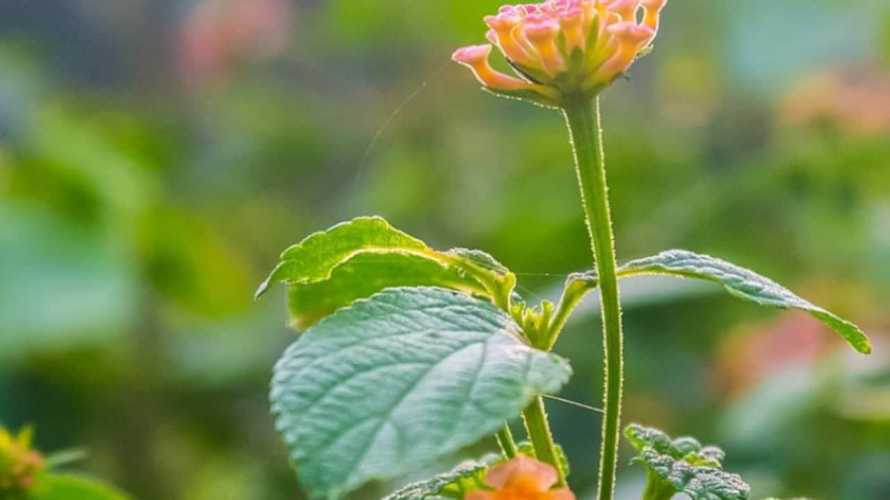 Top invasive species are blooming in India despite climate change