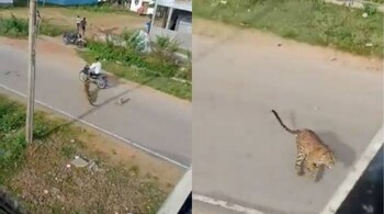 A leopard was seen running through a residential neighbourhood of Mysuru (Image credit: @susantananda3/Twitter)