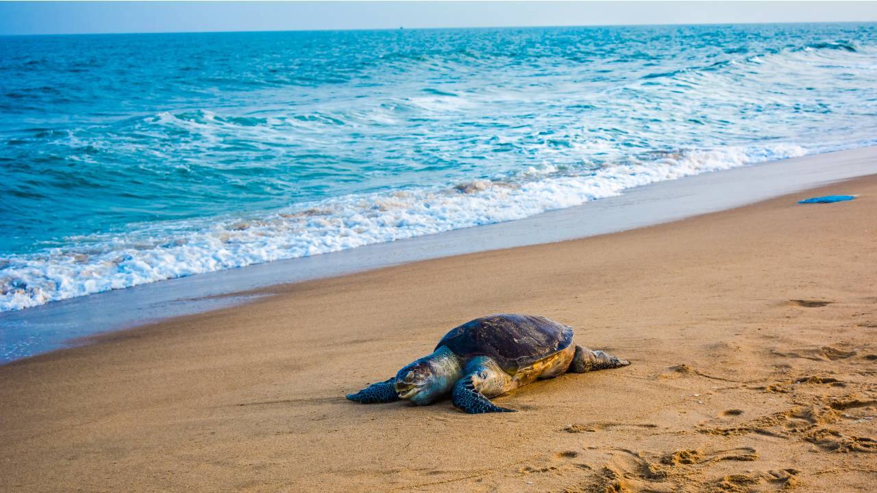 COP27: Why blue is the new green