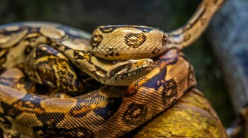 Python