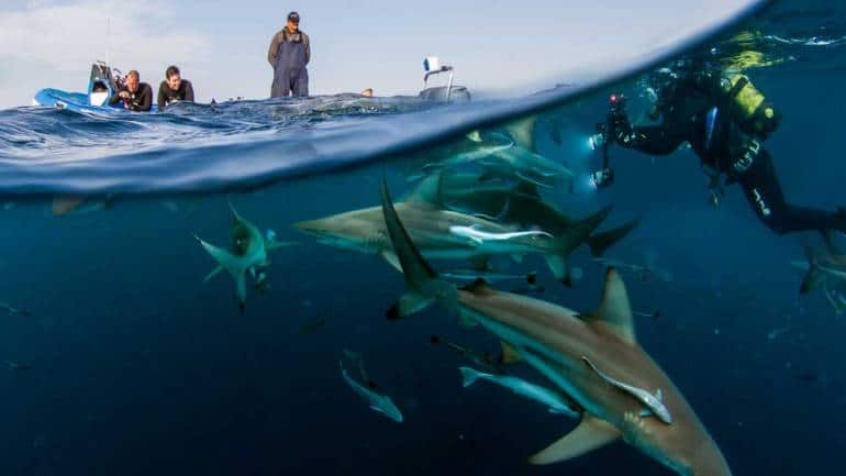 Aliwal dive, South Africa. (Photo credit: aliwalshoal.co.za)