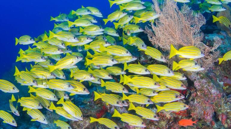 Nearly 10% of marine life threatened with extinction: Red List Nearly 10% of marine life threatened with extinction: Red List