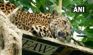 Leopard skin, nails dumped in lake in Aarey forest; probe launched