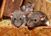 New York City seeks 'bloodthirsty' candidate to fight rats, will pay...