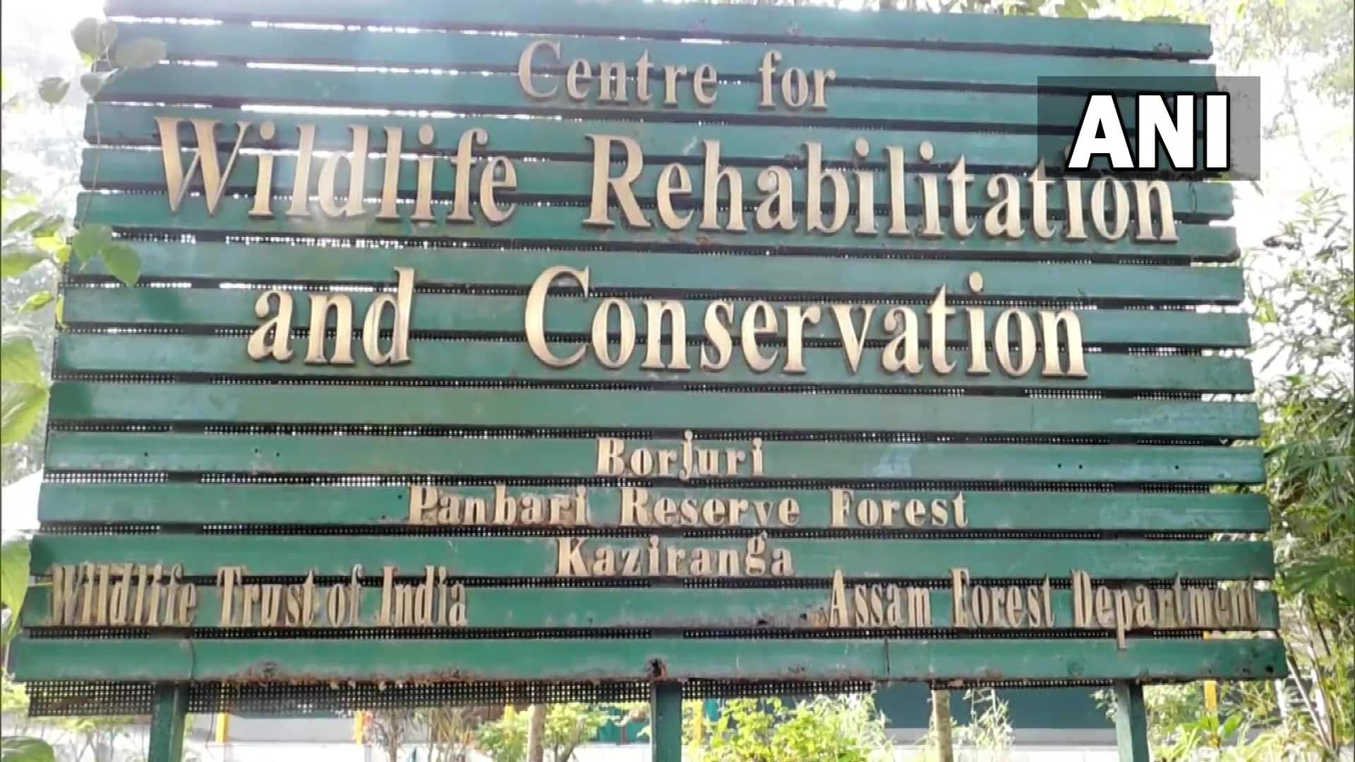 Dr Samshul Ali, a veterinary doctor at CWRC, Kaziranga, told Sentinel Assam: &quot;As winter is arriving, we have to take more care of the animals... We have six elephants, two rhinos, one buffalo, leopards and a few birds. &quot; (Image credit: ANI)