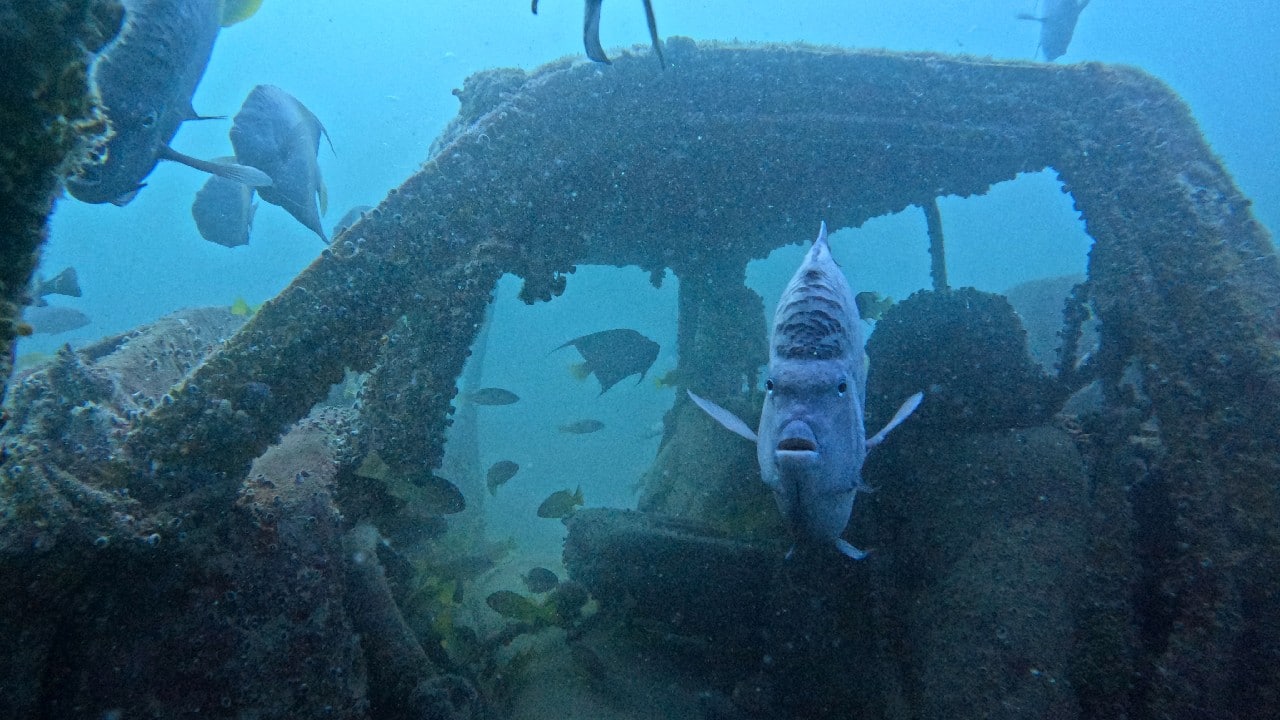 In Pics World Cup Fans Explore Qatars Artificial Reefs 9065