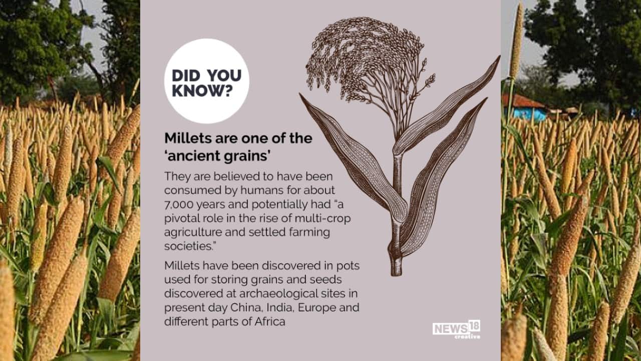 Millets are believed to have been consumes by humans for about 7,000 years and potentially had “a pivotal role in the rise of multi-crop agriculture and settled farming societies.” (Image: News18 Creative) Millets are believed to have been consumes by humans for about 7,000 years and potentially had “a pivotal role in the rise of multi-crop agriculture and settled farming societies.” (Image: News18 Creative)