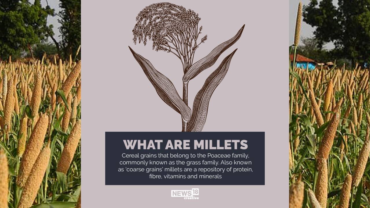 Cereal grains that belong to the Poaceae family, commonly known as the grass family. Also known as ‘coarse grains’ millets are a repository of protein, fibre, vitamins and minerals. (Image: News18 Creative) Cereal grains that belong to the Poaceae family, commonly known as the grass family. Also known as ‘coarse grains’ millets are a repository of protein, fibre, vitamins and minerals. (Image: News18 Creative)