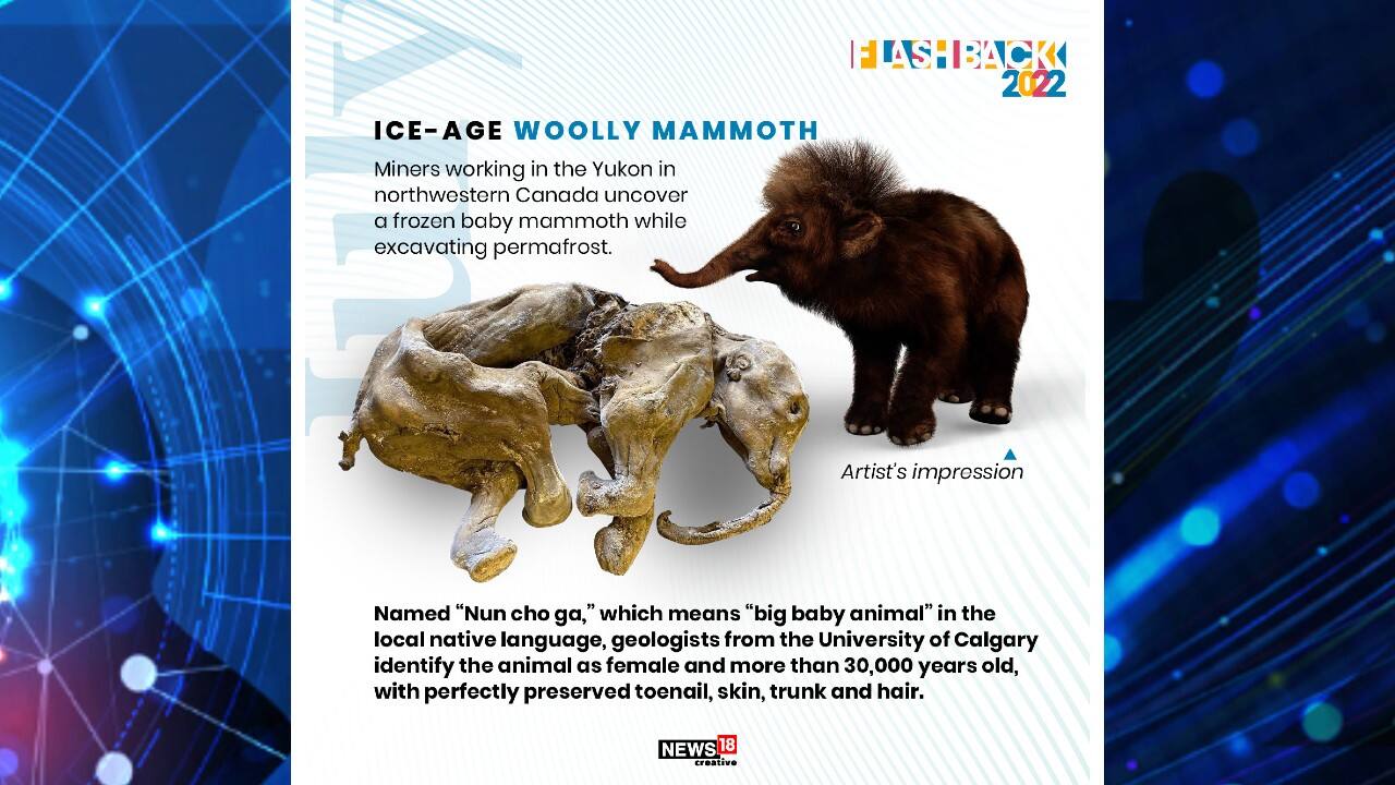 Ice-age Woolly Mammoth: Miners working in the Yukon in northwestern Canada uncover a frozen baby mammoth while excavating permafrost. (Image: News18 Creative)