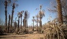 Climate change threatens centuries-old oases in Morocco: See Pics