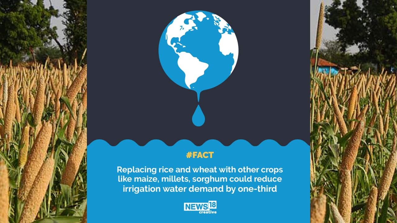 Replacing rice and wheat with other crops like maize, millets, sorghum could reduce irrigation water demand by one-third. (Image: News18 Creative) Replacing rice and wheat with other crops like maize, millets, sorghum could reduce irrigation water demand by one-third. (Image: News18 Creative)