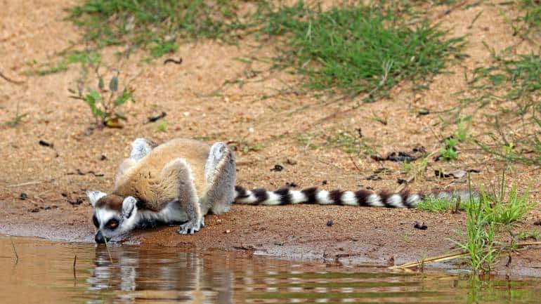 A decline in native trees is likely if Madagascar's lemurs were to go extinct. (Photo by Charles J Sharp via Wikimedia Commons)