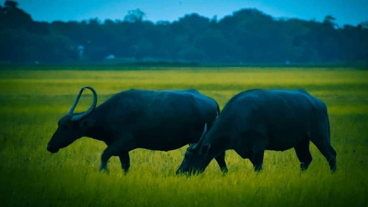 Indian buffalo meat exports likely to be hit by demand slowdown