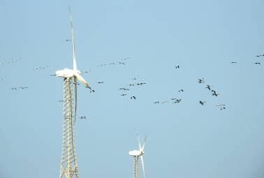 Bird mortality due to collision with turbines is a major ecological threat posed by windfarms. (Photo:  Dr Raju Kasambe via Wikimedia Commons)