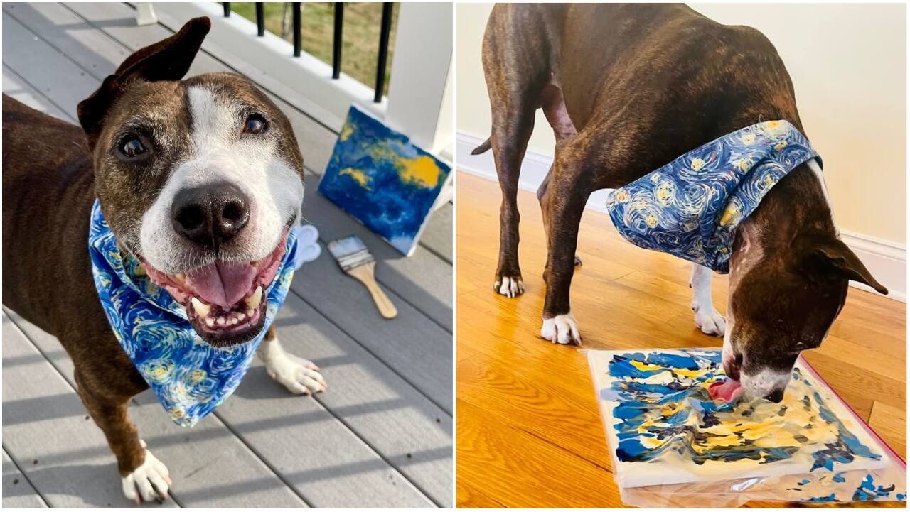 Rescue dog with one ear paints his way into adoption. His name: Van Gogh