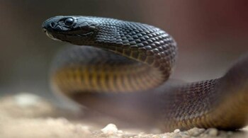 The inland taipan is regarded as being shy but will attack if provoked. (Image credit: @Mellado_Orchard/Twitter)