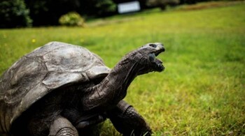 At the start of this year, Jonathan was given the Guinness World Records title as the world's oldest living land animal, and this month was also named as the oldest tortoise ever.
