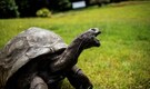 Shell-ebrity: World's oldest tortoise Jonathan turns 190 (ish)