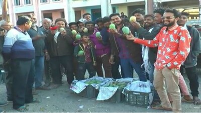 Mangoes in winter surprise traders in Gujarat's Porbandar. Auctioned for Rs 501 per kg