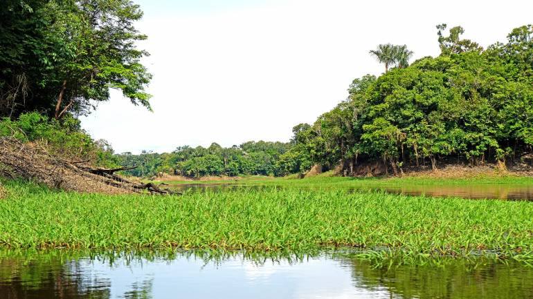 The Amazon's largest isolated tribe is dying - Vimarsana News