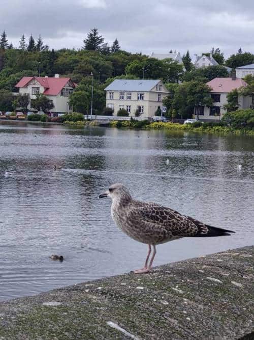 An Icelandic fulmar. (Photo: Kalpana Sunder)