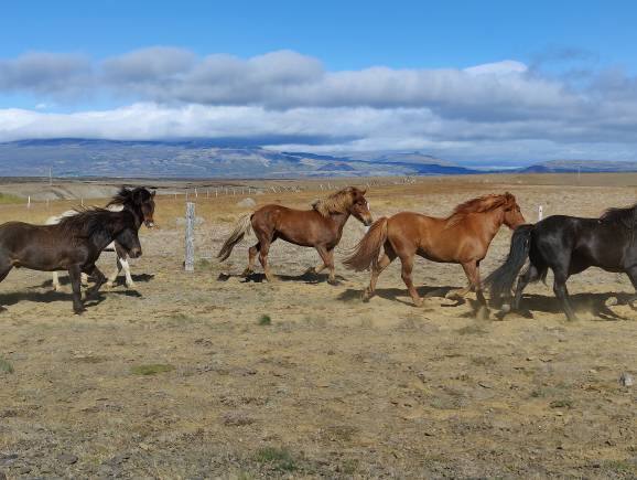 Icelandic horses. (Photo: Kalpana Sunder)