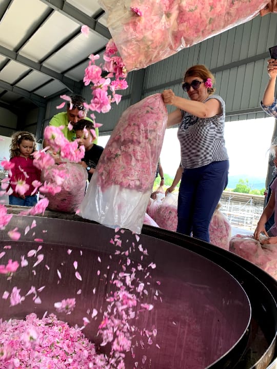 Rose oil extraction is labour intensive. (Photo by Neeta Lal)