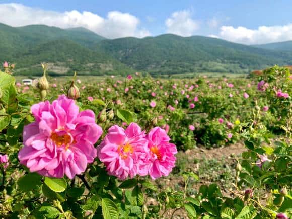 Rose Valley, Bulgaria. (Photo by Neeta Lal)