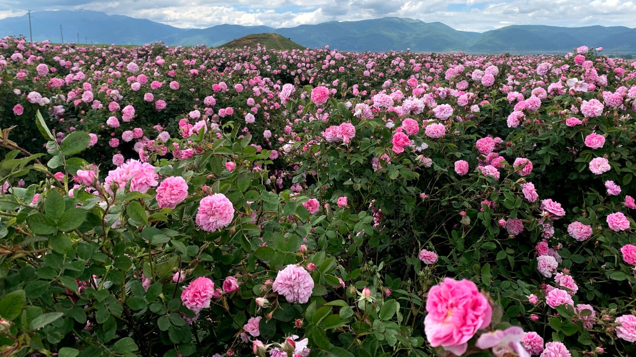 An afternoon among Bulgaria's Damascene roses