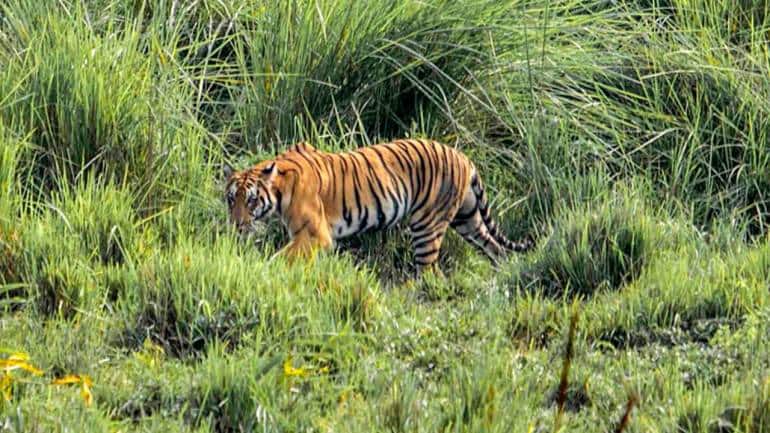 Kaziranga Tiger Reserve, Assam. (Photo: Kaziranga National Park)