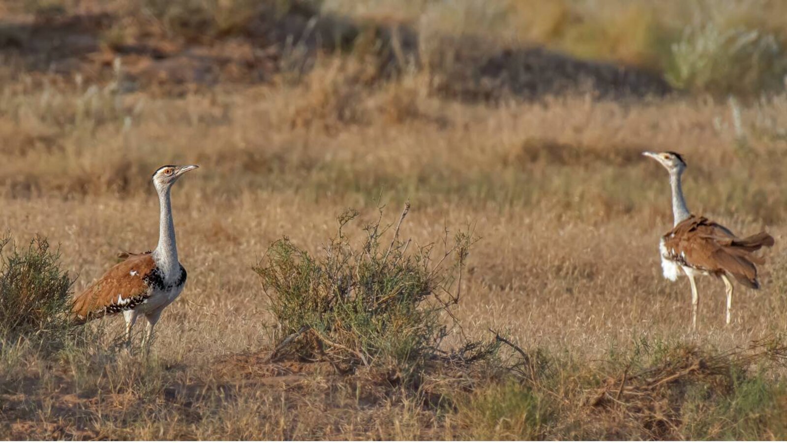 Great Indian bustard  Natural History, Conservation Status