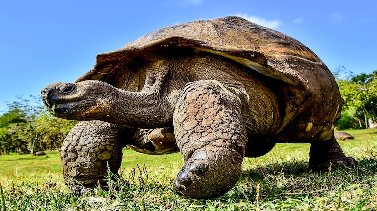 Meet Jonathan, the 194-year-old tortoise who could hold clues to longer ...