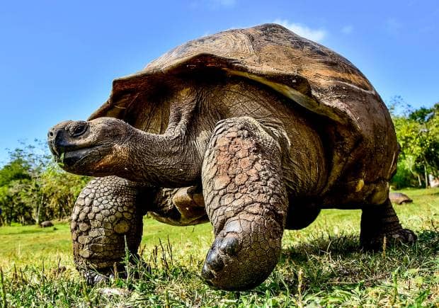 Seeds of some plants only germinate after they’ve been digested by the giant tortoise (Photo by Felix Reyes Photography via Wikimedia Commons)