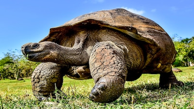 Jonathan, the 194-year-old tortoise who could hold clues to longer life