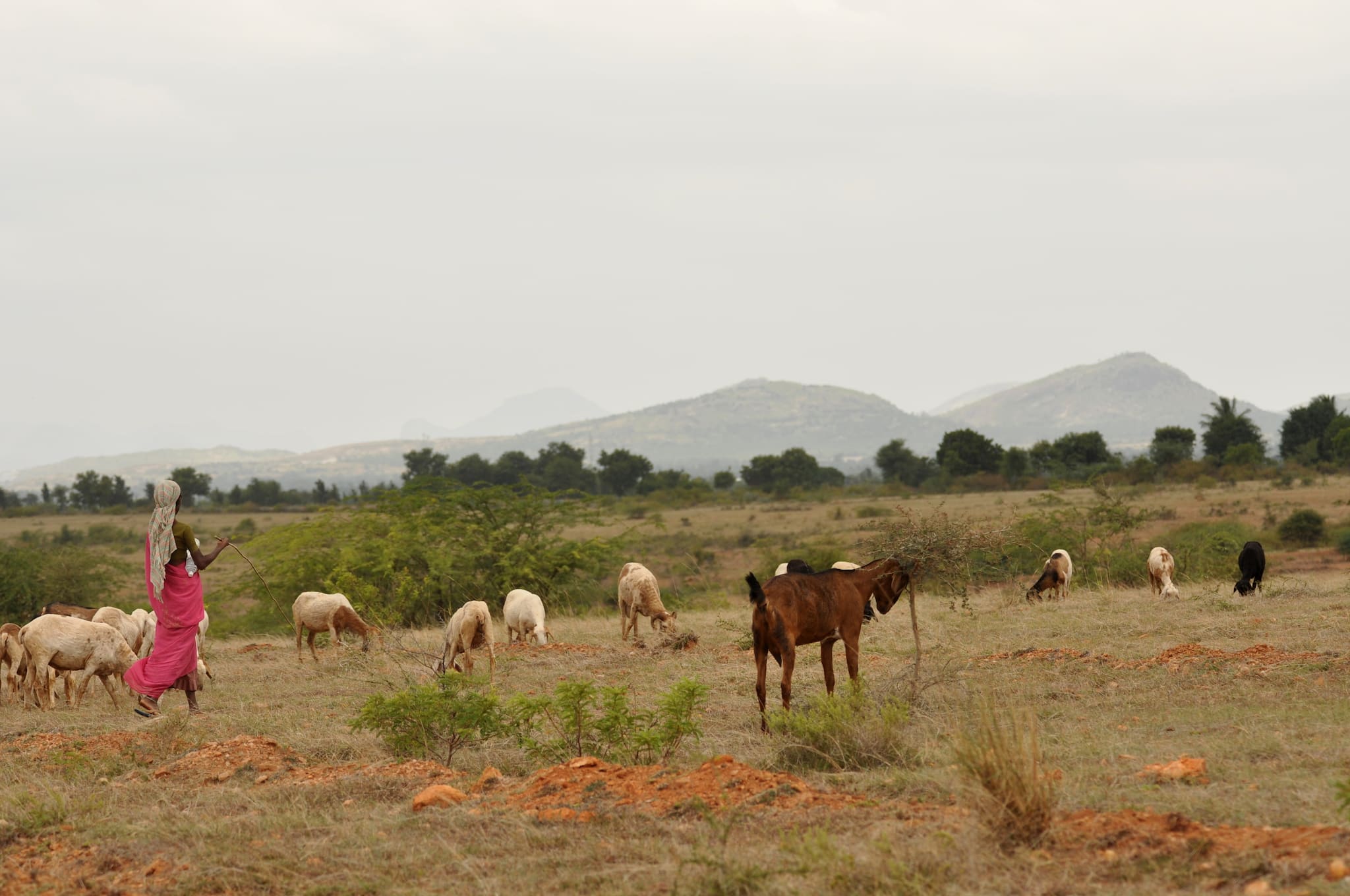 Grasslands and scrublands are a key component of pastoralist communities, both for their livelihood and their cultural value. Photo by T.R. Shankar Raman/Wikimedia Commons.