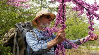 Steve Brill holds Eastern redbud (Cercis canadensis), a native edible plant that tastes like peas. Brill says it can be added to pancakes or salads. (Photo credit: Aina de Lapparent Alvarez)