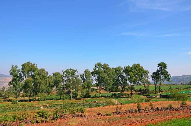 Strawberry farming in Mapro, Panchgani. (Photo: Wikimedia Commons)