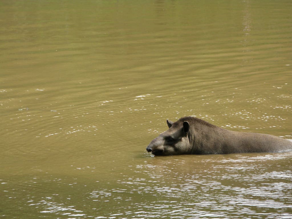 Tapirs can help burned or cut down areas of the Amazon bounce back. (Photo by Ventura B via Wikimedia Commons)