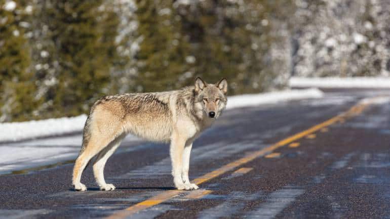 Grey wolf (Photo by Jacob W. Frank via Wikimedia Commons)