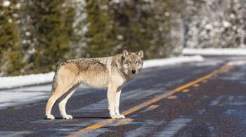 Habituation and scarcity of usual sources of food are also considered to be key factors why these wolves turn man-eaters.