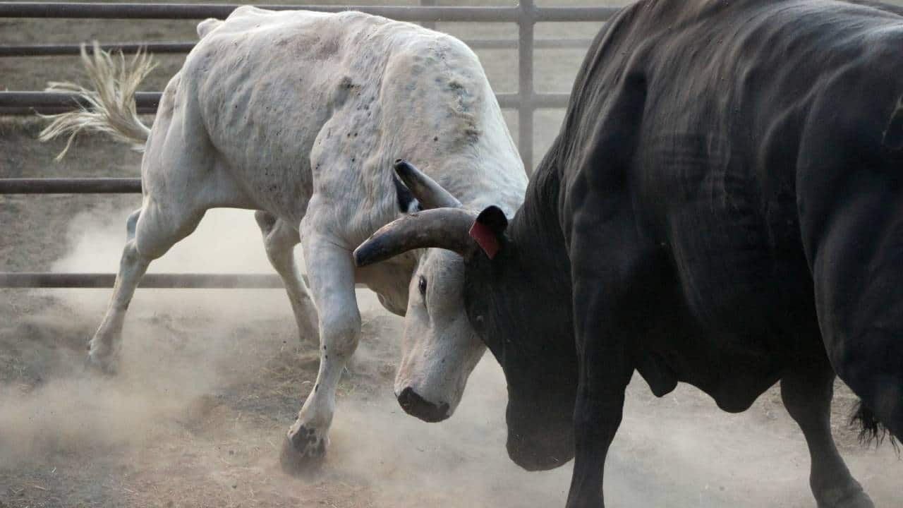 Book review | 'South vs North': Are north and south India frenemies?