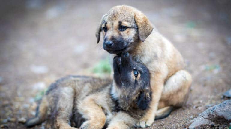 Pet peeves 2022: Of muzzles, leashes, banned breeds, and a death