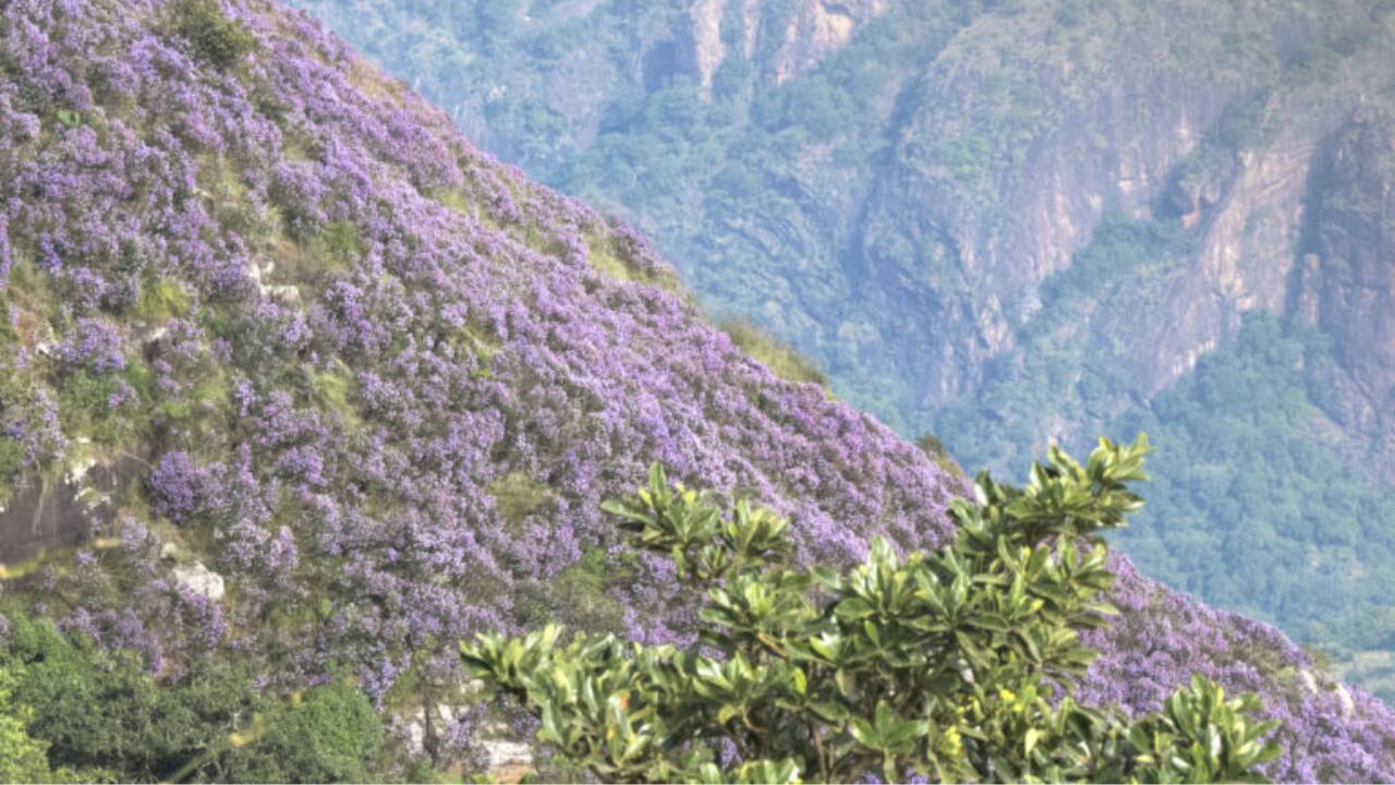 The neelakurinji bloom happens every 12 years. After mass flowering, all individuals in the parental generation, die. Photo by Palmathi Vinoth. 