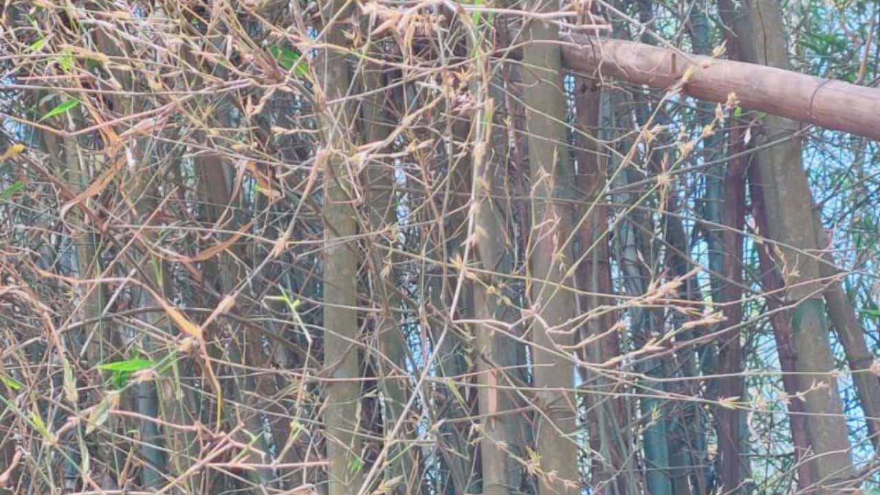 Most bamboo plants flower only once in their life cycle. The flowering period for different species of bamboo varies; for some, it is as often as every three years, while in other species, the interval is 150 years. Photo by Shagufta Ahmed.