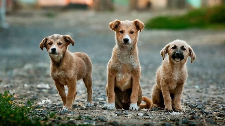 MC Explains: Can RWAs, apartment owners relocate stray dogs from the premises? MC Explains: Can RWAs, apartment owners relocate stray dogs from the premises?
