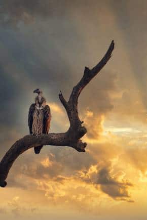 Cinereous vulture in Kaziranga National Park, Assam. (Photo: Abhishek Singh via Unsplash)